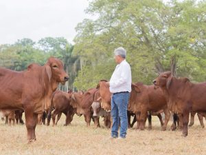 Ganado-brahman-puro