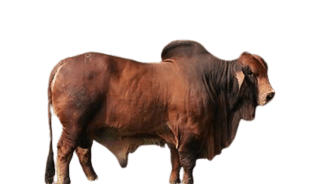 <strong>SR TESORO CARIÑOSO MADDOX</strong>