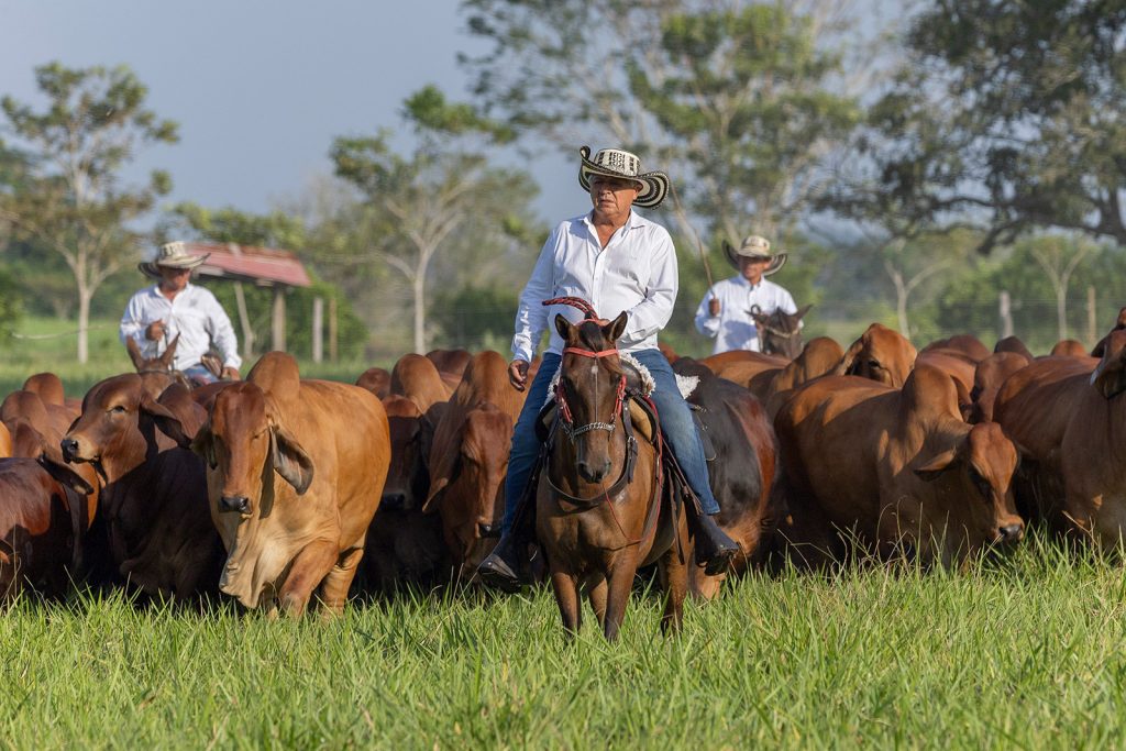 ganaderia en colombia